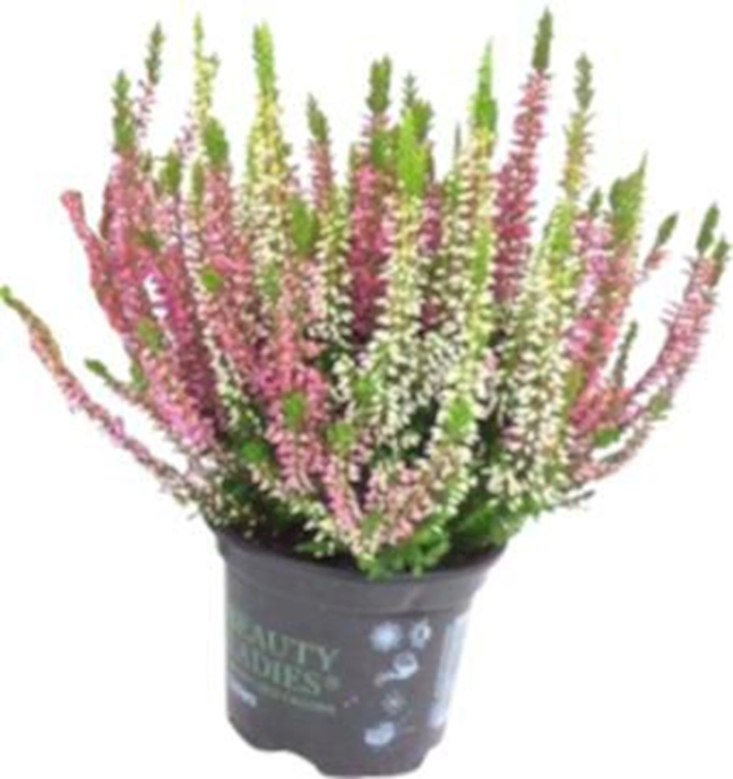 Calluna vulgaris Twins P11 cm