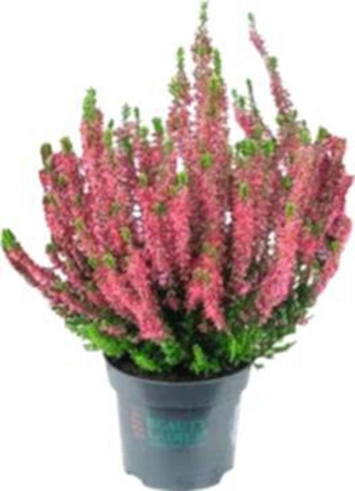 Calluna vulgaris einfarbig P10 cm