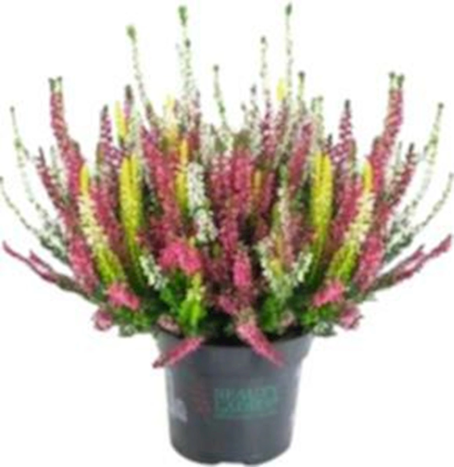 Calluna vulgaris Trio P11 cm