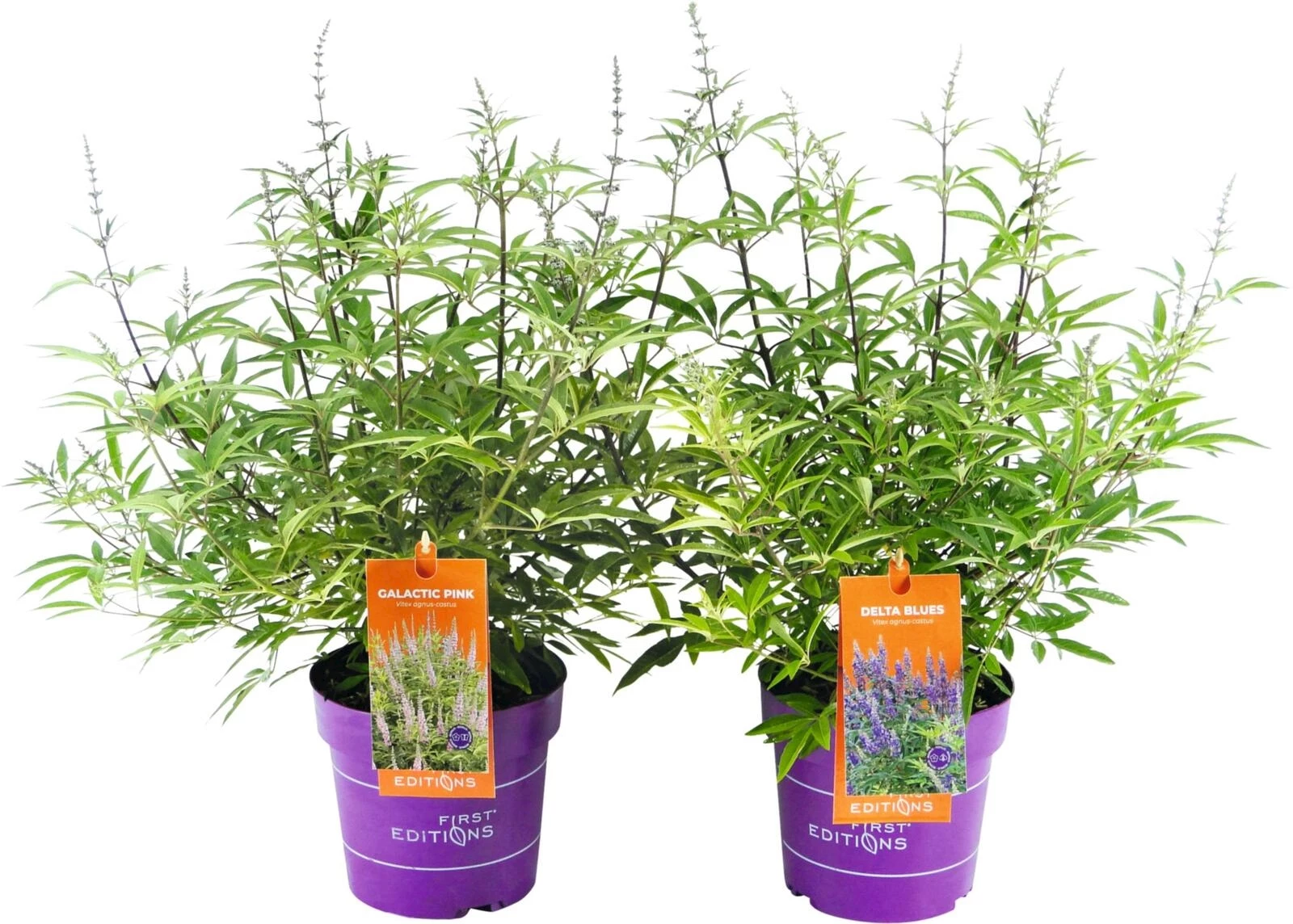 Sträucher Mix First Editions P19 cm