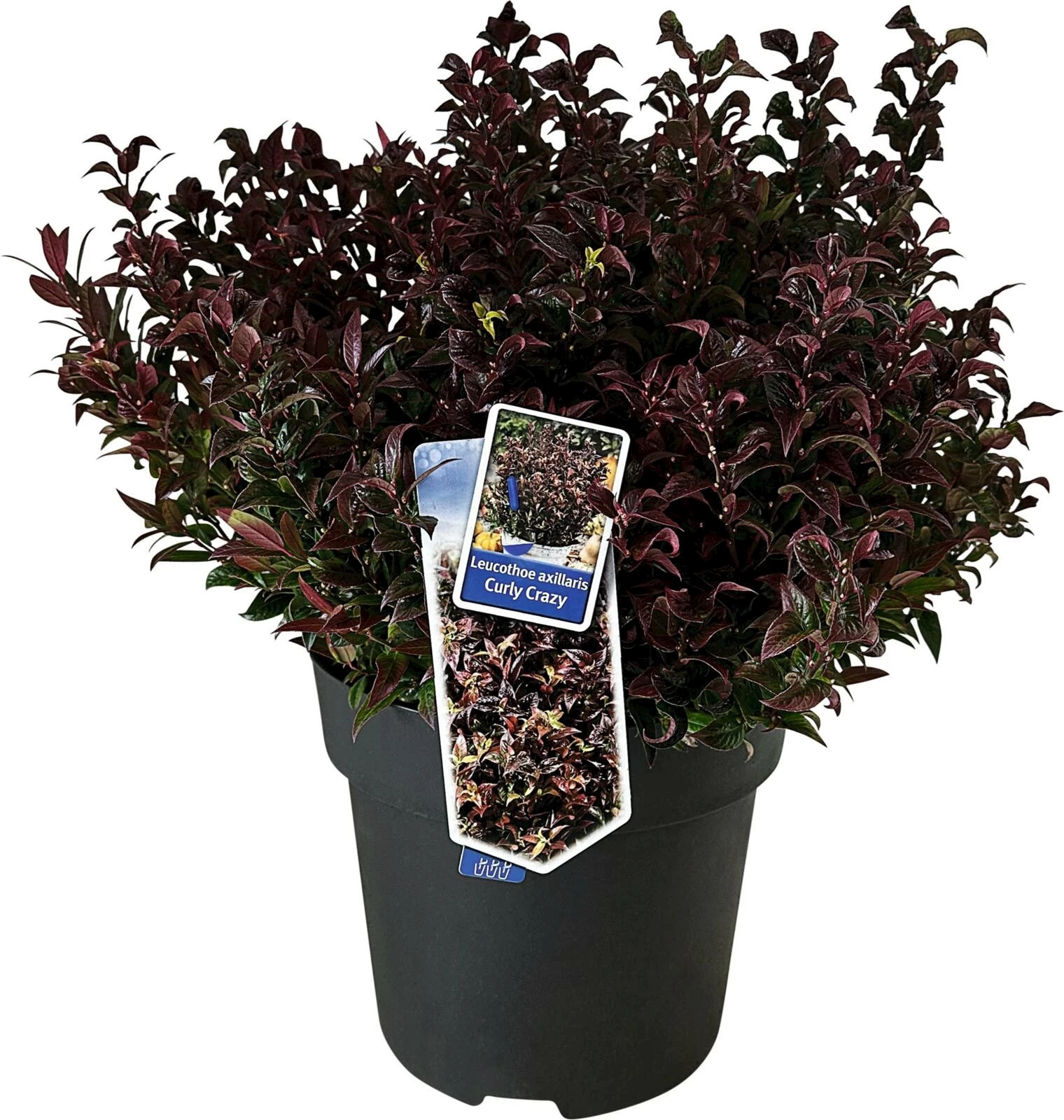 Leucothoe Mix P32 cm