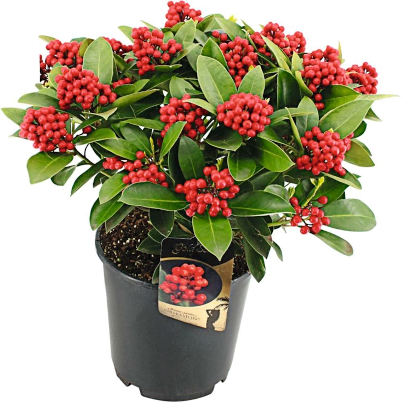 Skimmia Mix P15 cm