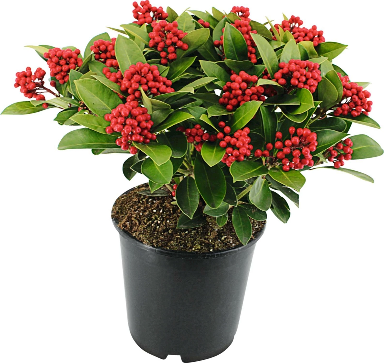 Skimmia jap. Obsession P24 cm