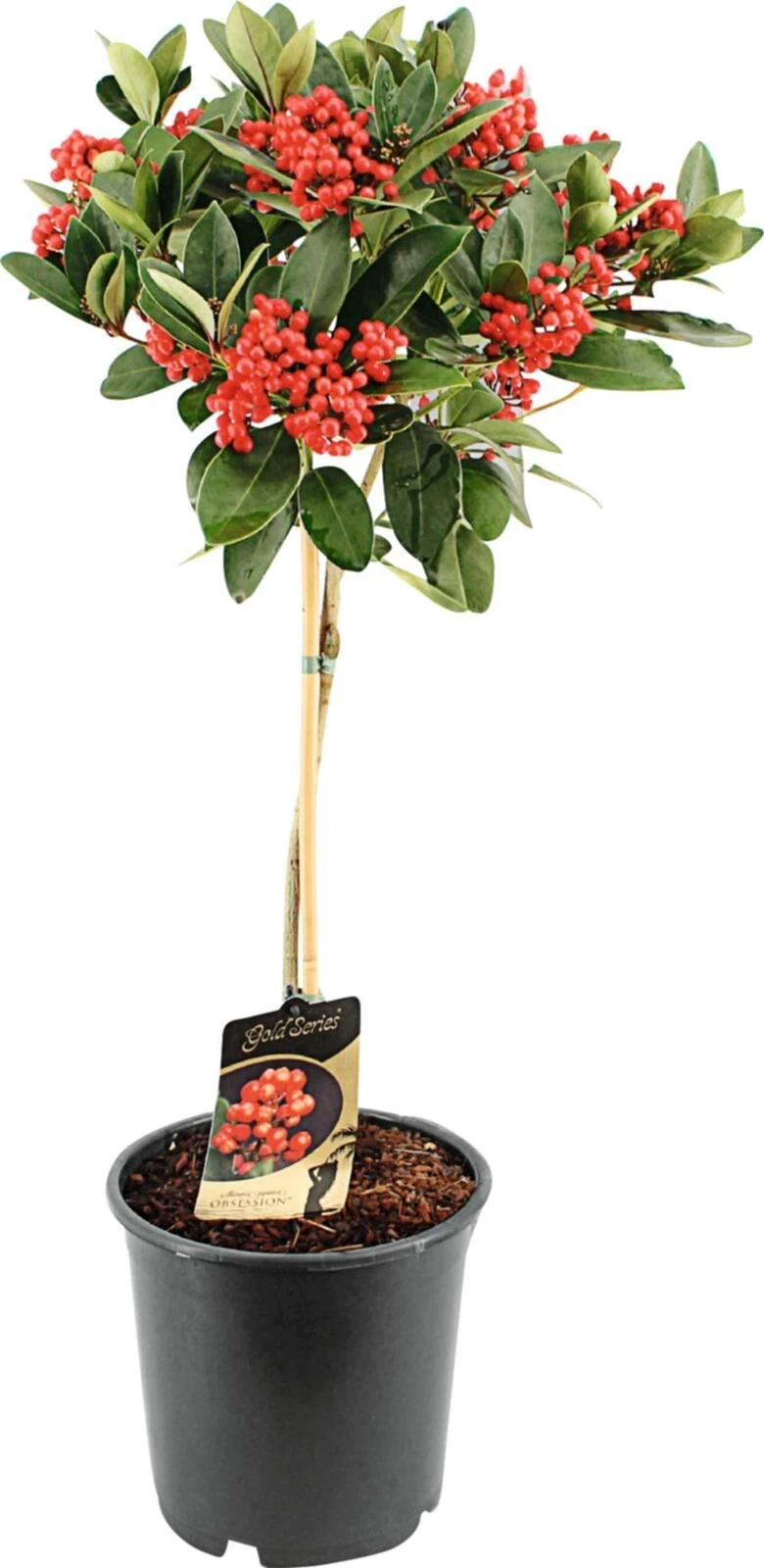 Skimmia jap. Stamm Beeren P24 cm