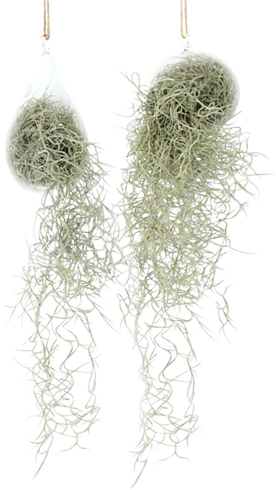 Tillandsia usneoides Hängeglas 50cm