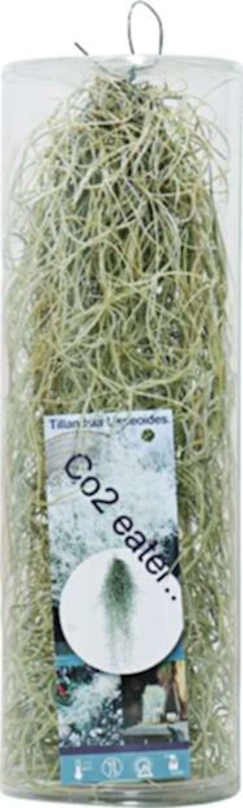 Tillandsia usneoides 35 cm