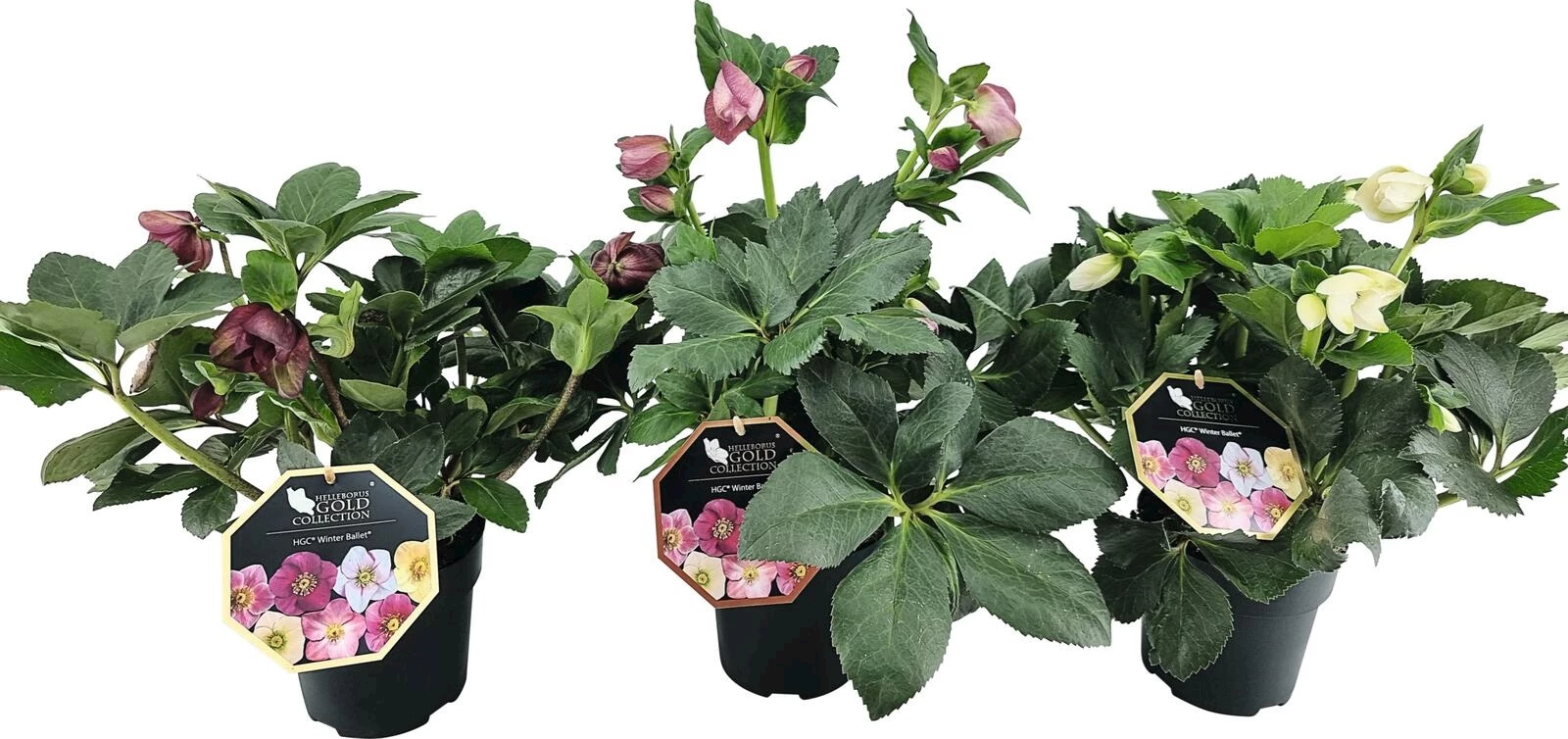 Helleborus Lemperii P13 cm