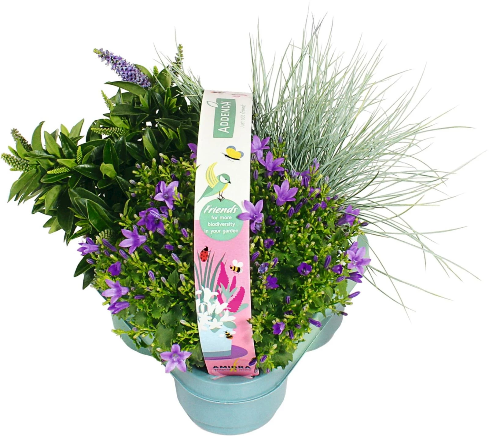 Hebe Addenda 3er Pack P10 cm