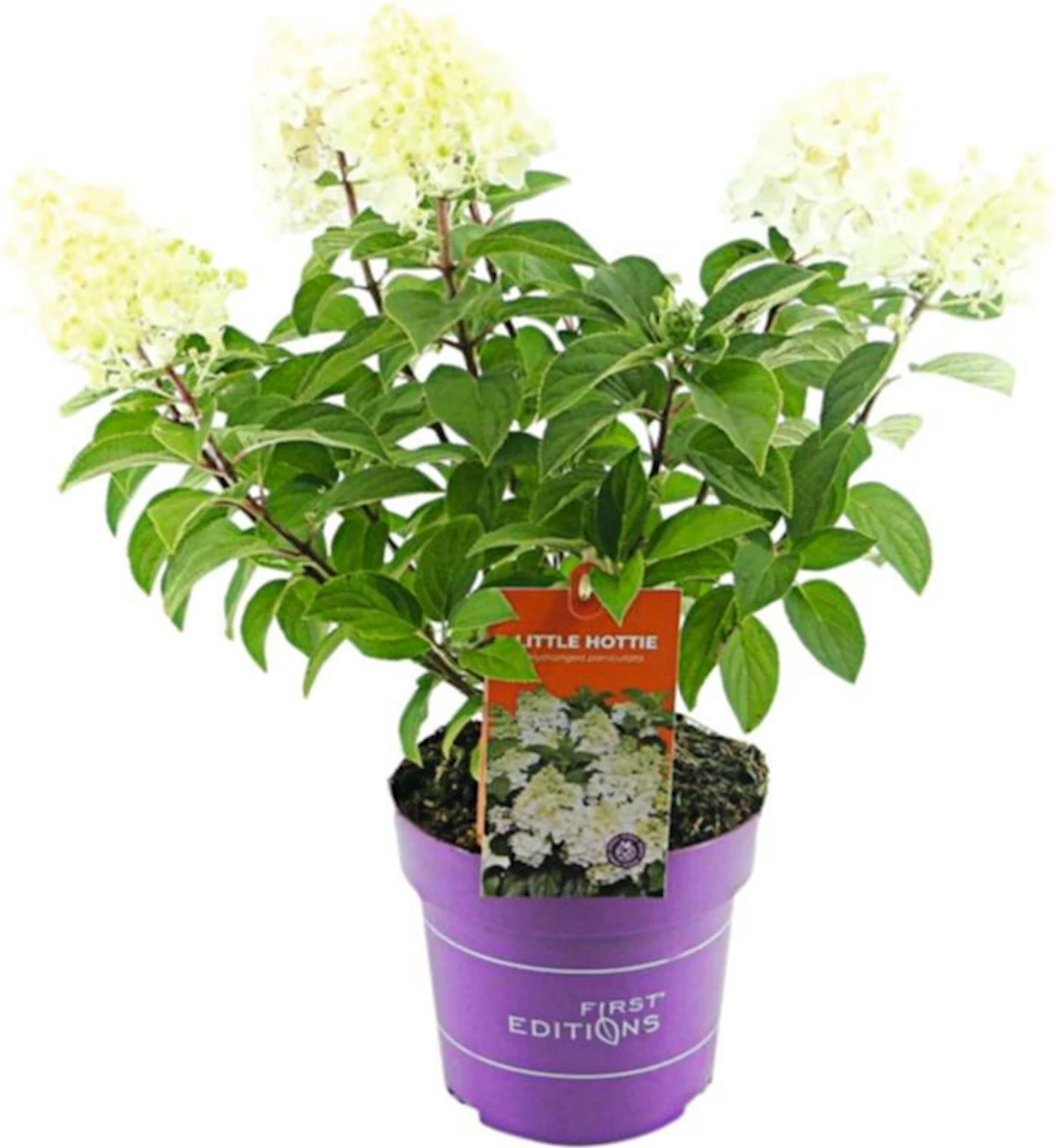 Hydrangea  little hottie P3 l