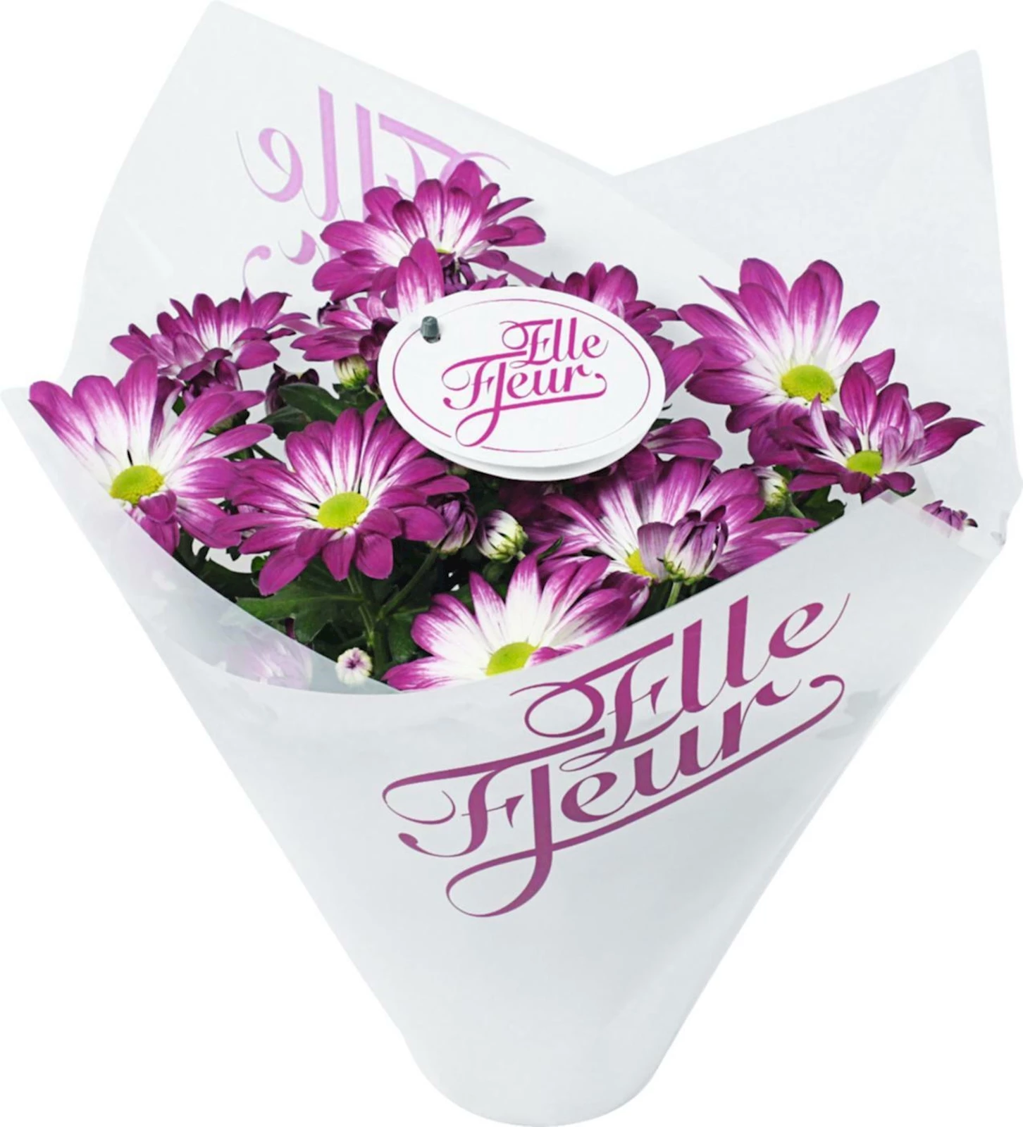 Chrysantheme Elle Pink P14 cm