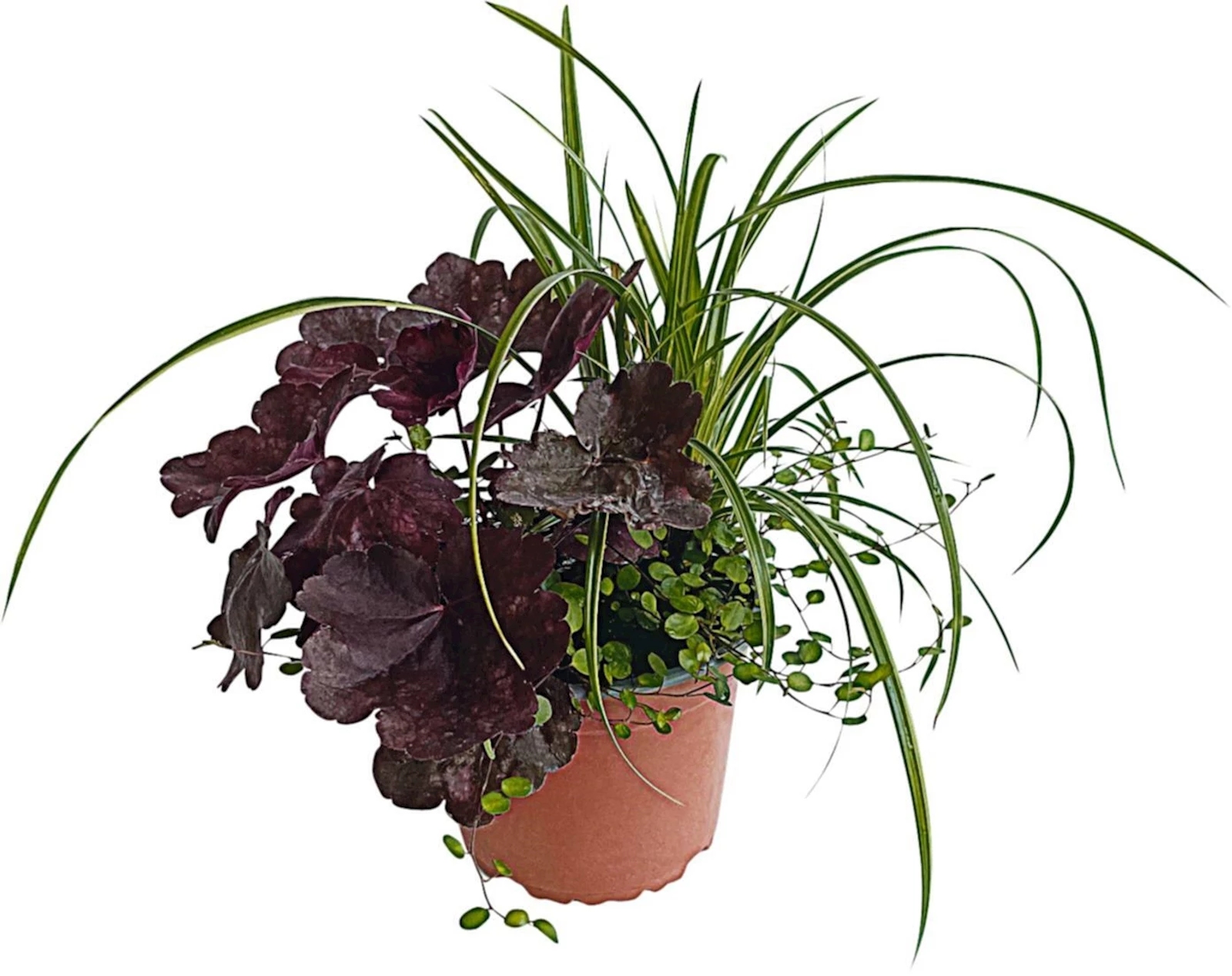 Mélange trio d'automne P14 cm