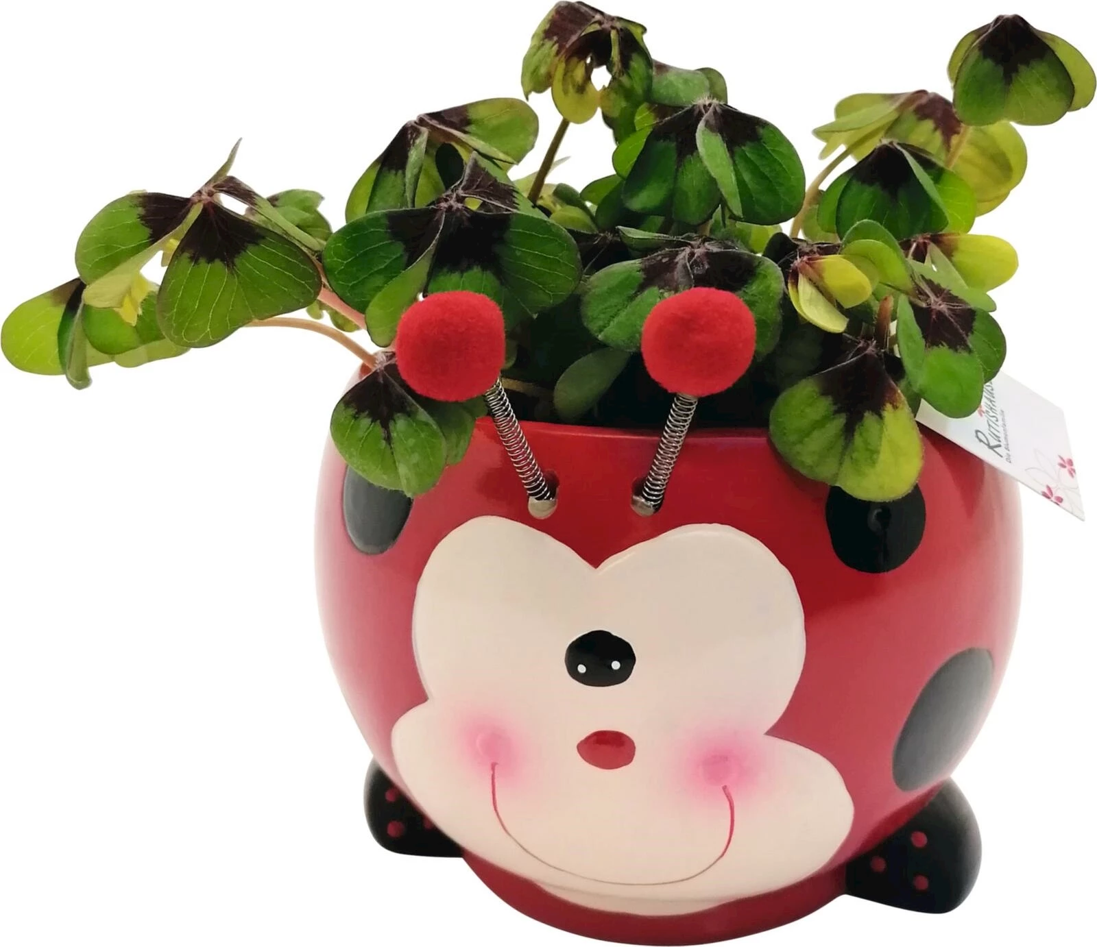 Trèfle à quatre feuilles dans un scarab