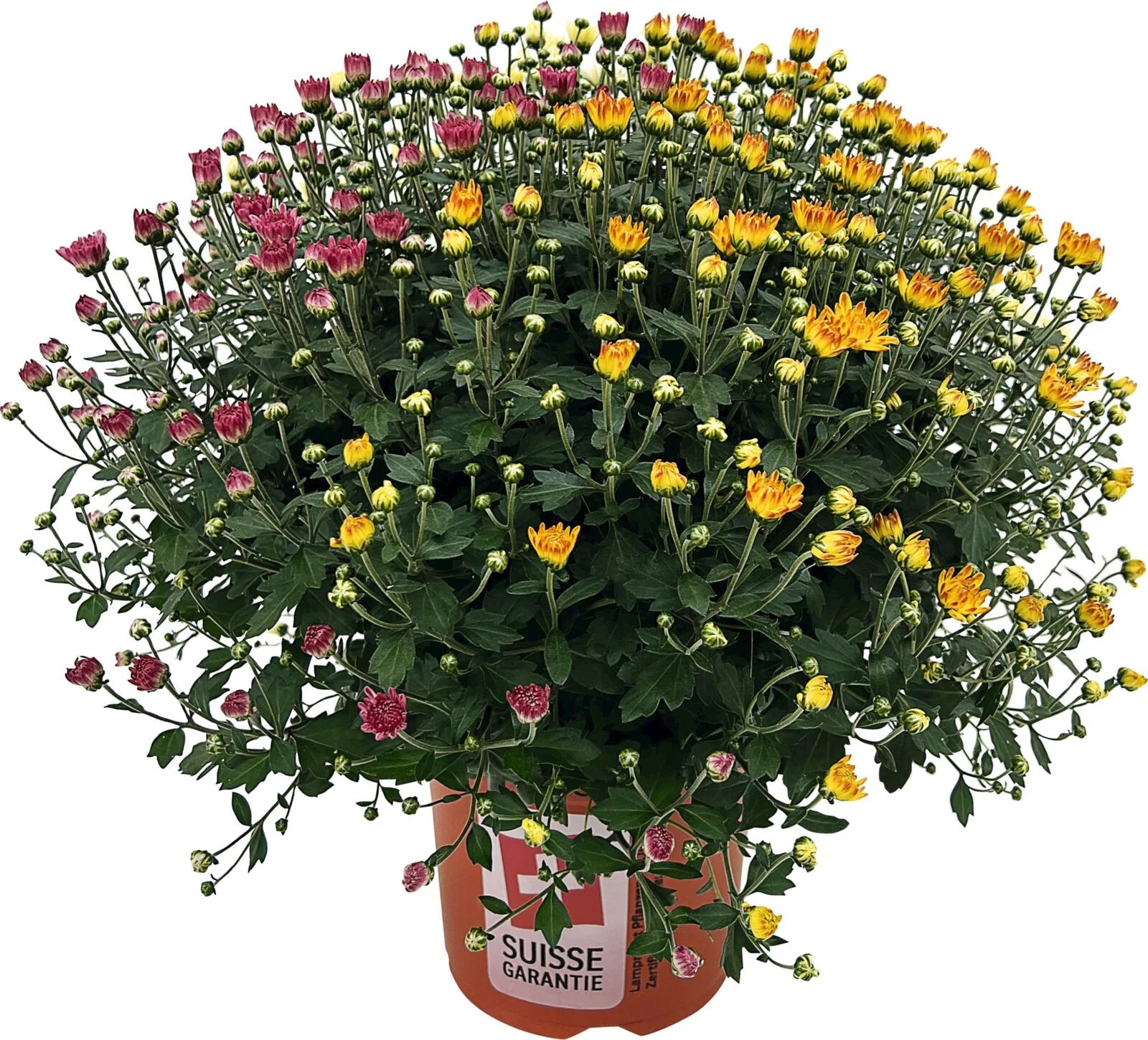 Chrysanthemen Trio P19 cm