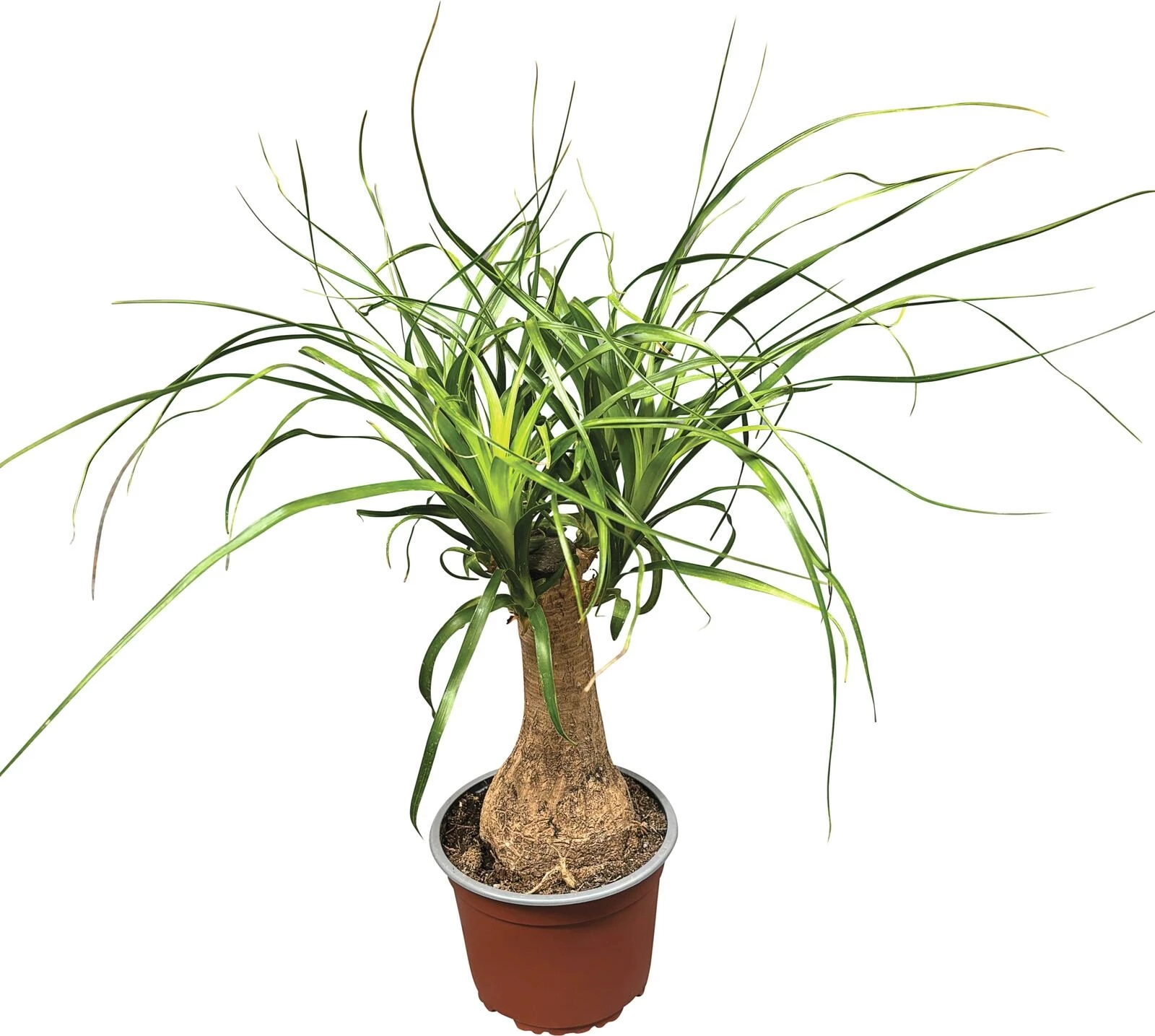 Beaucarnea P19 cm