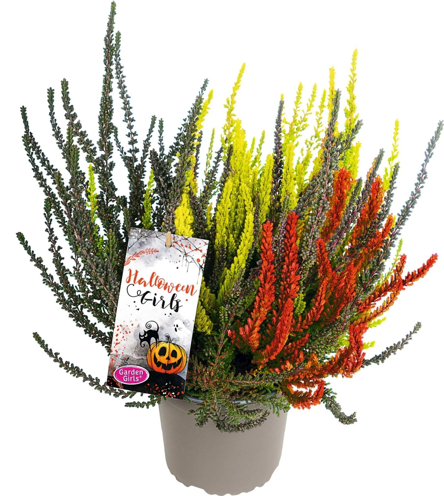 Calluna vul. Halloween Trio P10.5 cm