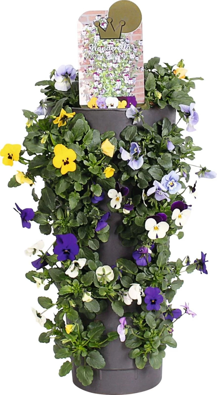 Viola Cornuta Wanderella P15 cm