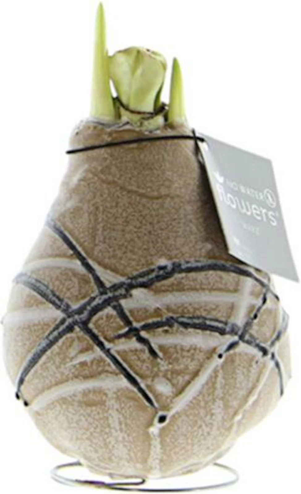 Hippeastrum Wachs Specialedition