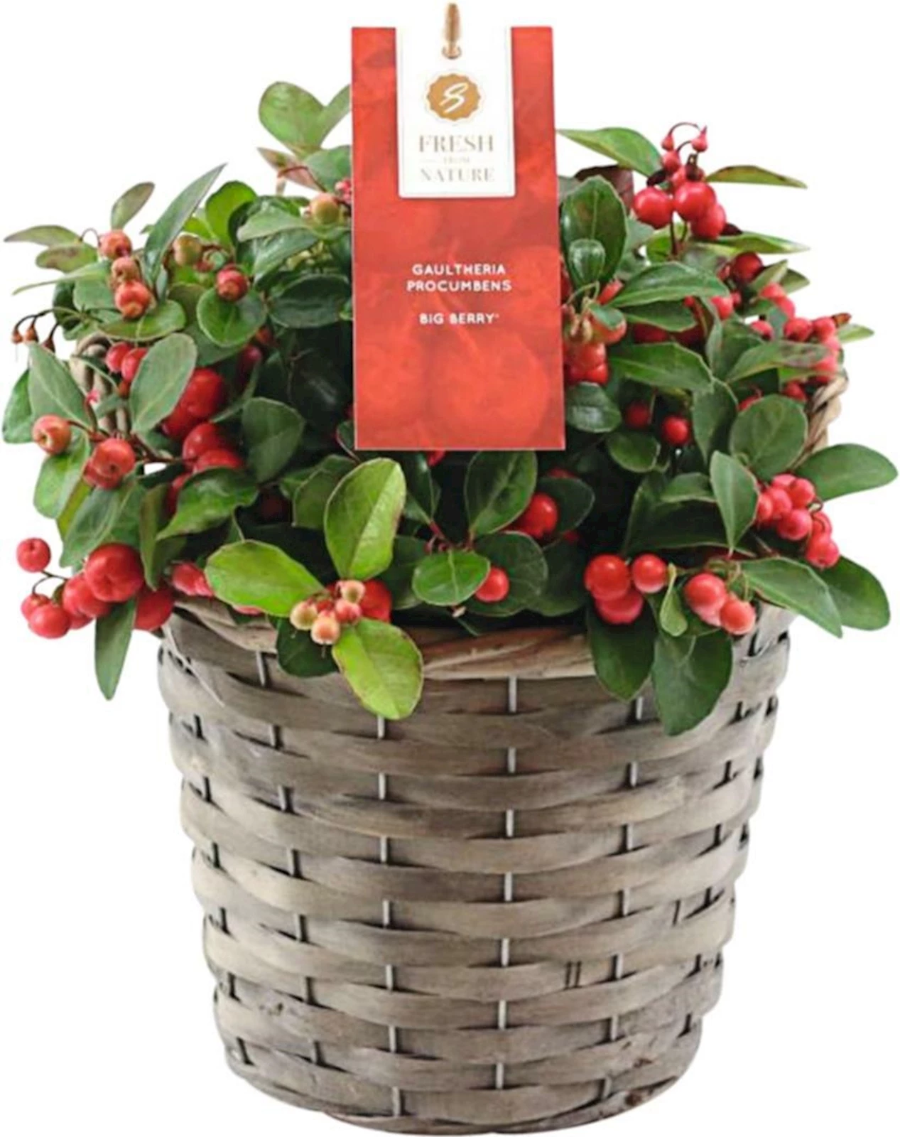 Gaultheria Big Berry Korb P17 cm