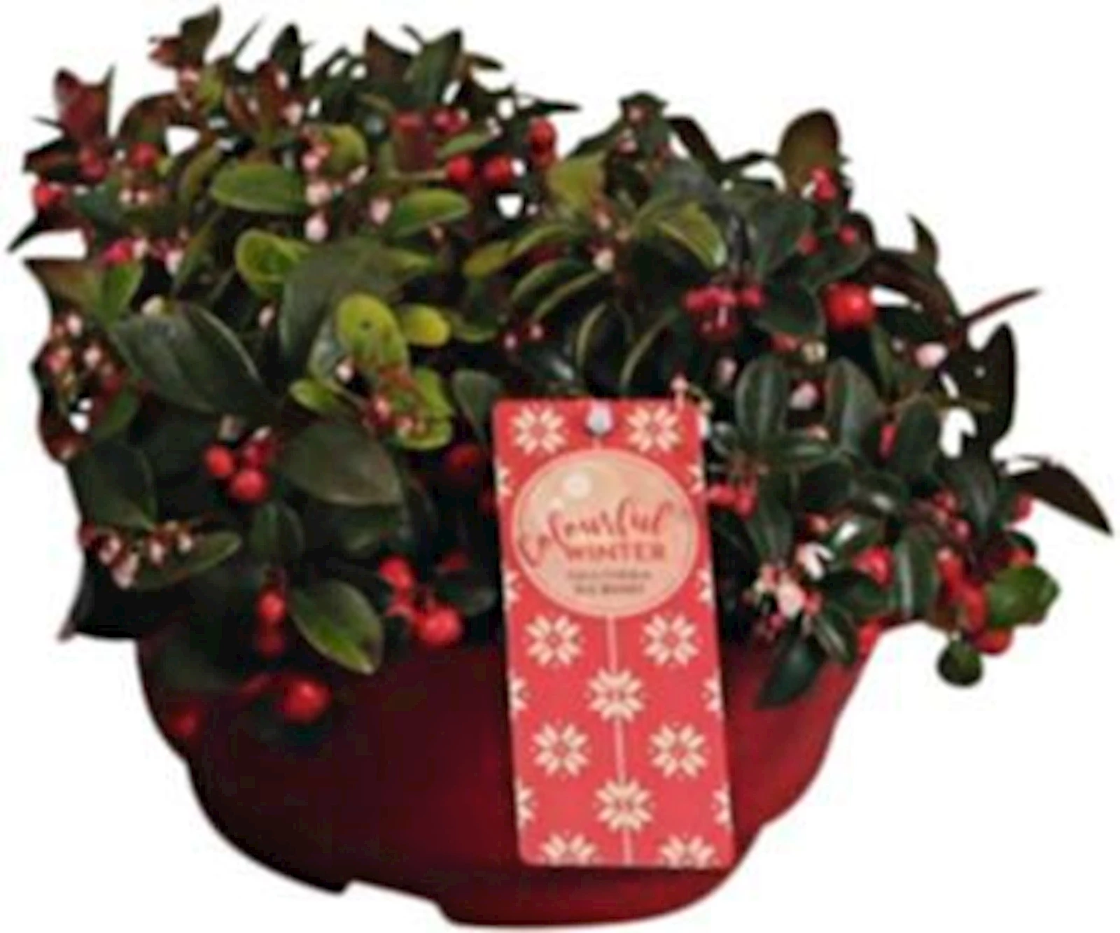 Gaultheria Big Berry Schale P23 cm
