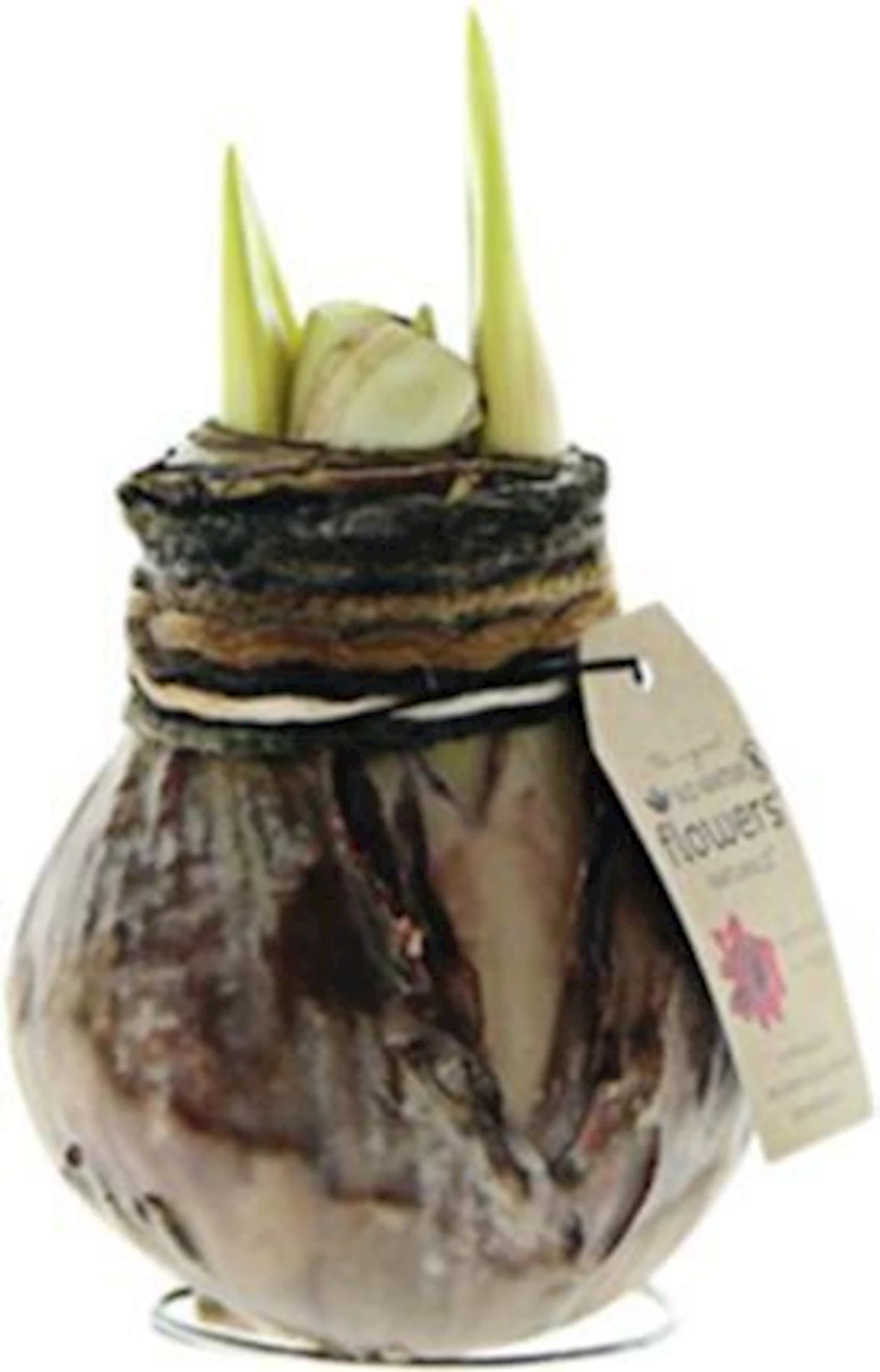 Hippeastrum Naturalz