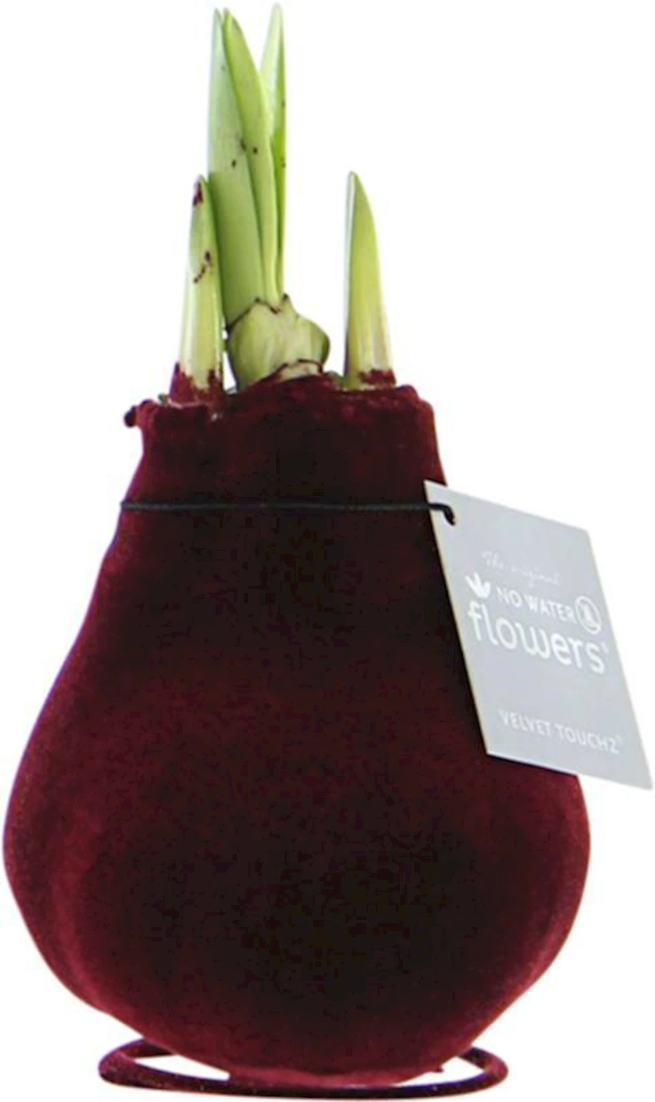 Hippeastrum Velvet Touch