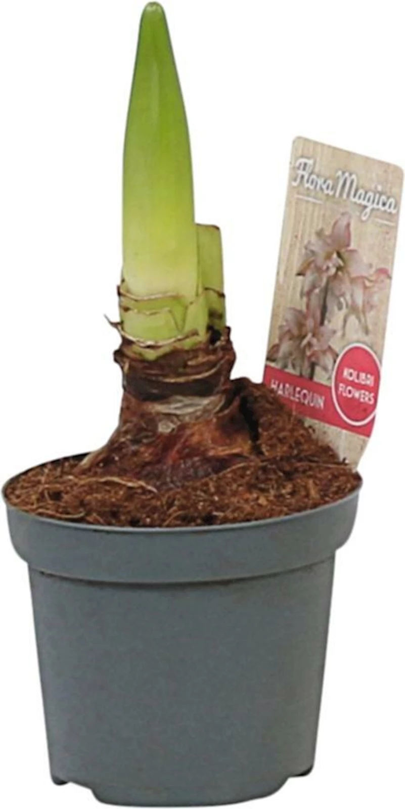 Hippeastrum Kolibri Mix P9 cm
