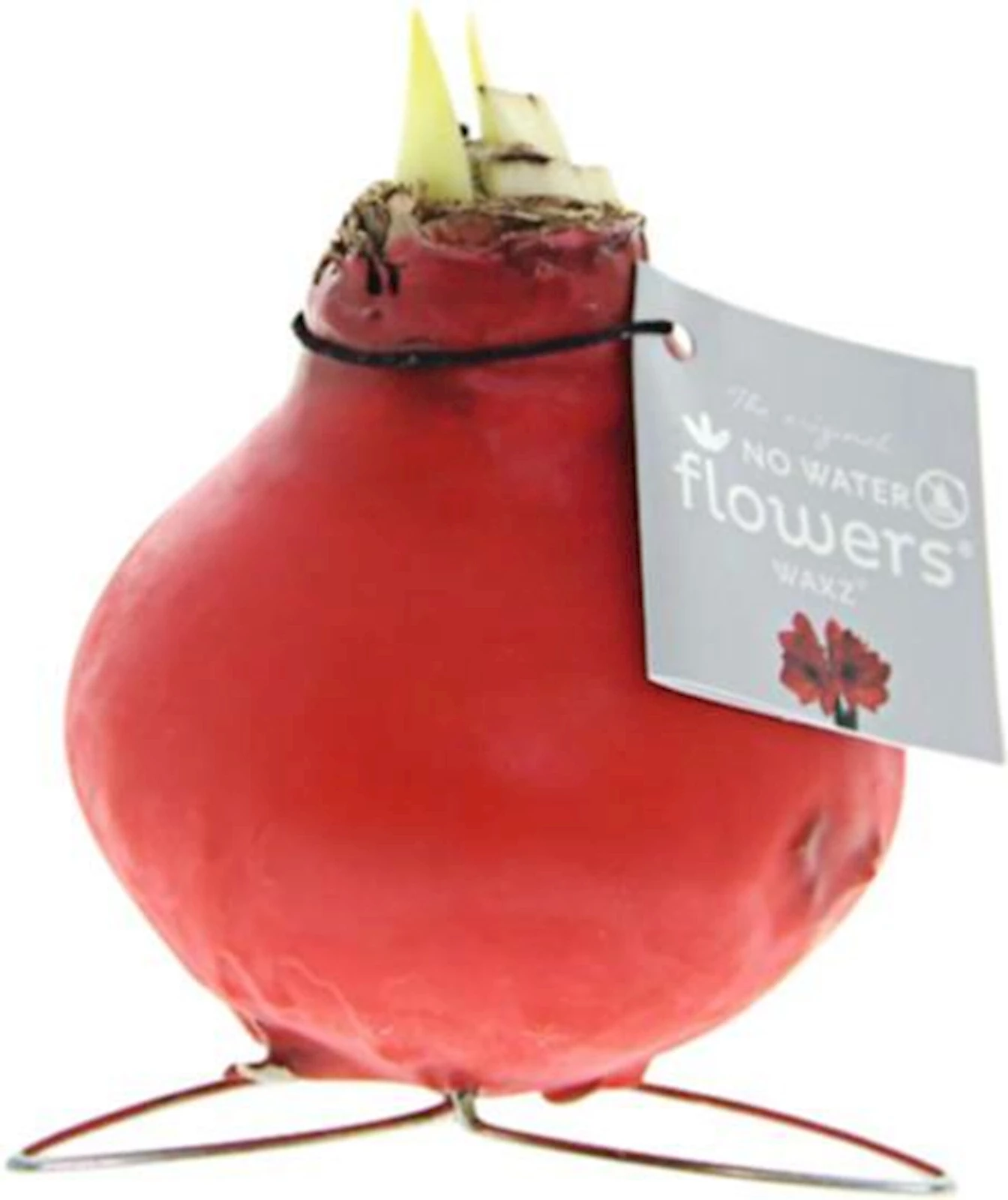 Hippeastrum Wachs Kolibri Mix