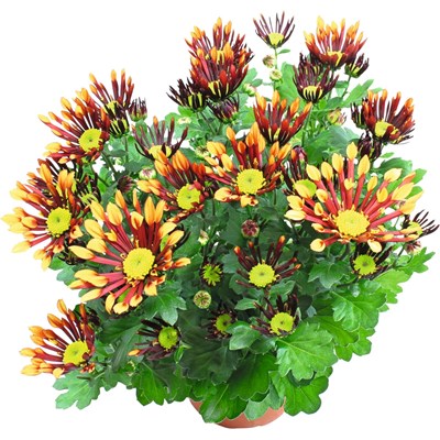 Chrysanthemum 2coul. Mix P14 cm