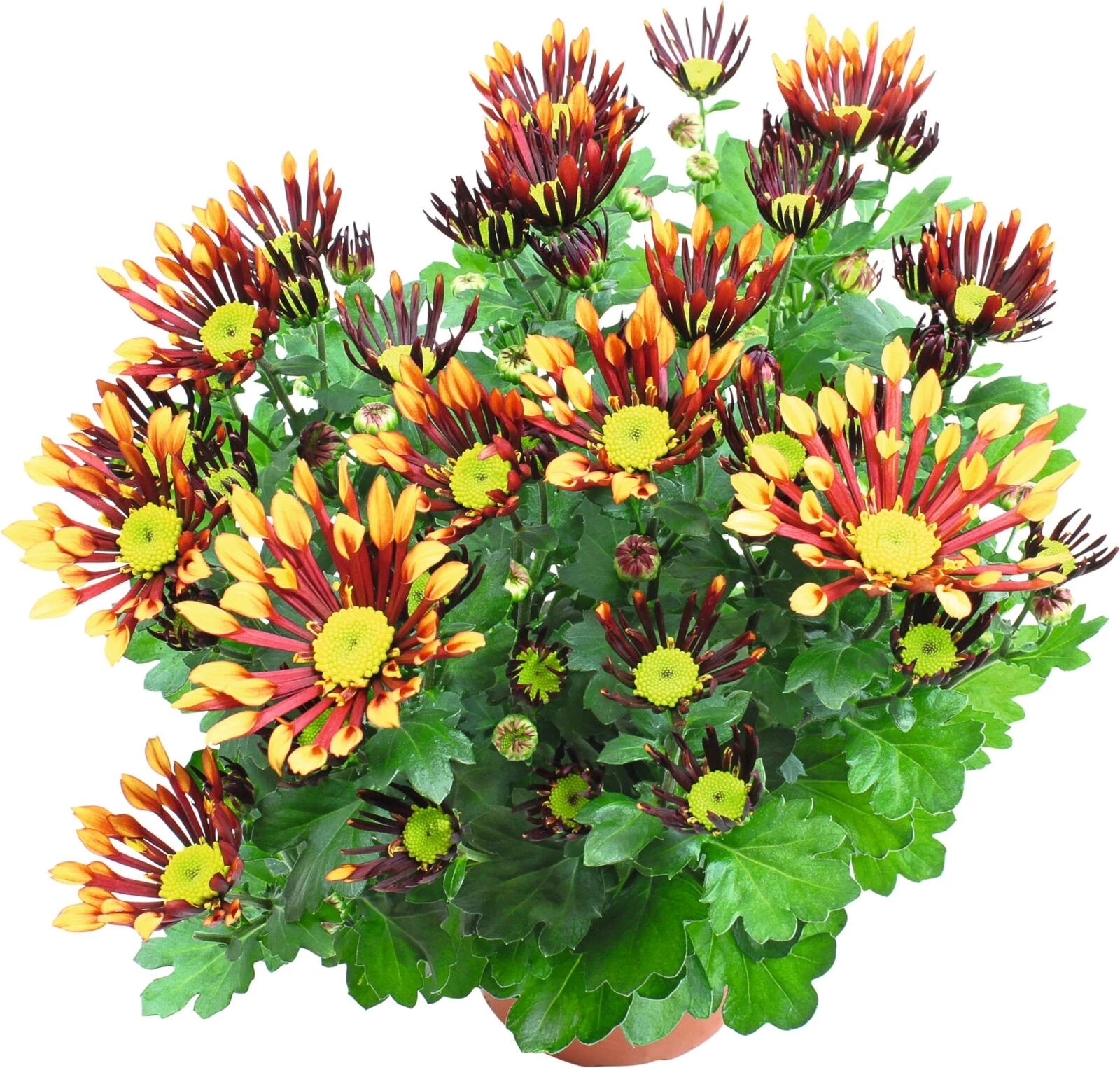 Chrysanthemum doppelfarb.Mix P14 cm