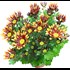 Chrysanthemum 2coul. Mix P14 cm