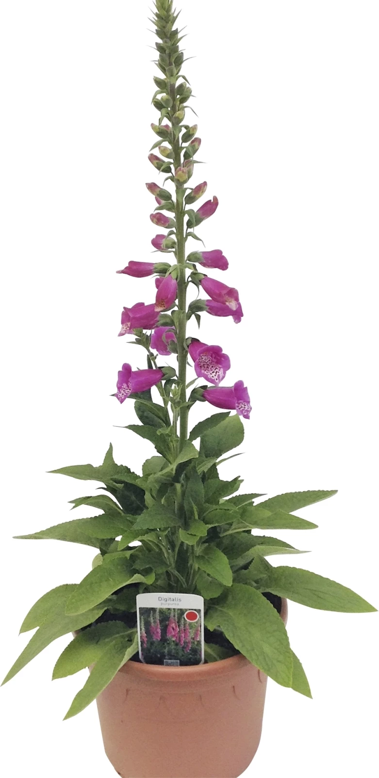 Mélange de plantes vivaces P19 cm