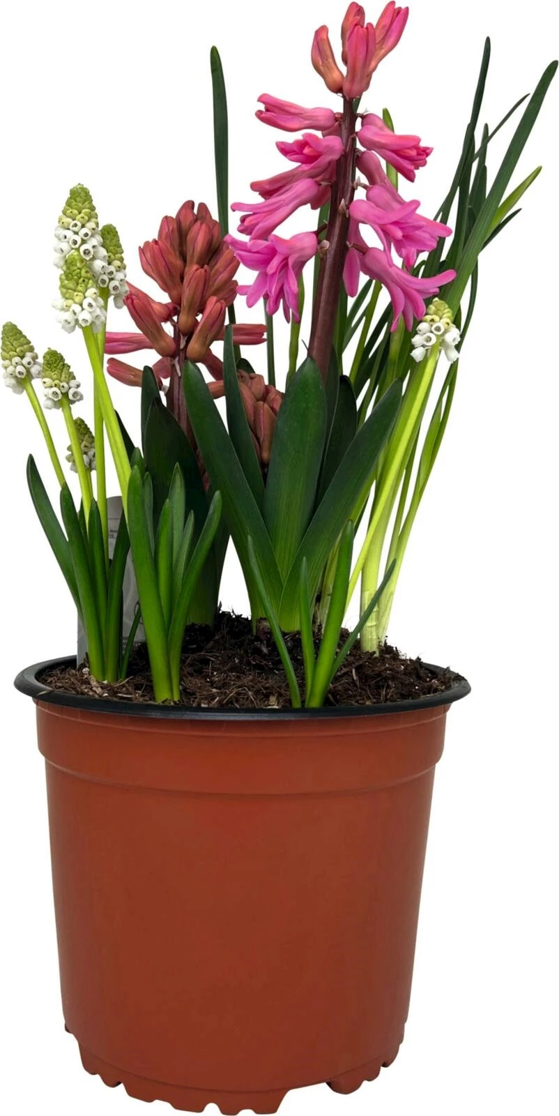 Zwiebelparade Color pot P14 cm