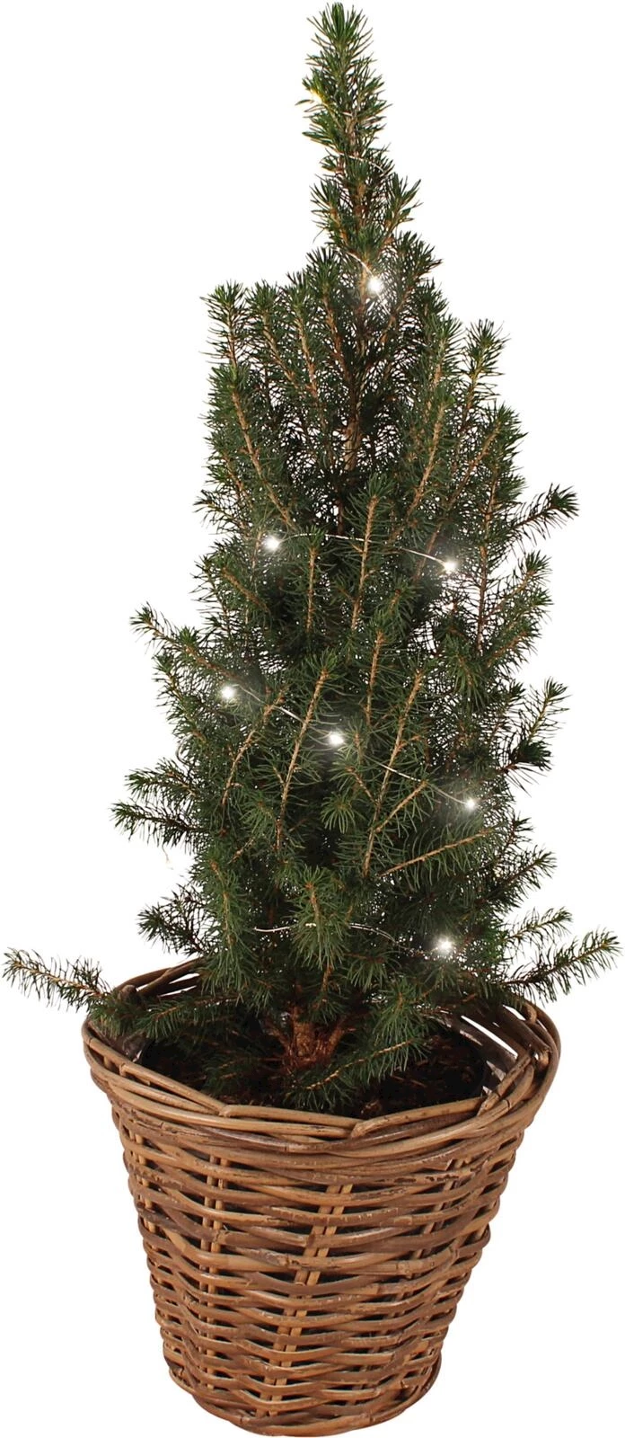 Picea en corbeille et guirl. lumineuP21