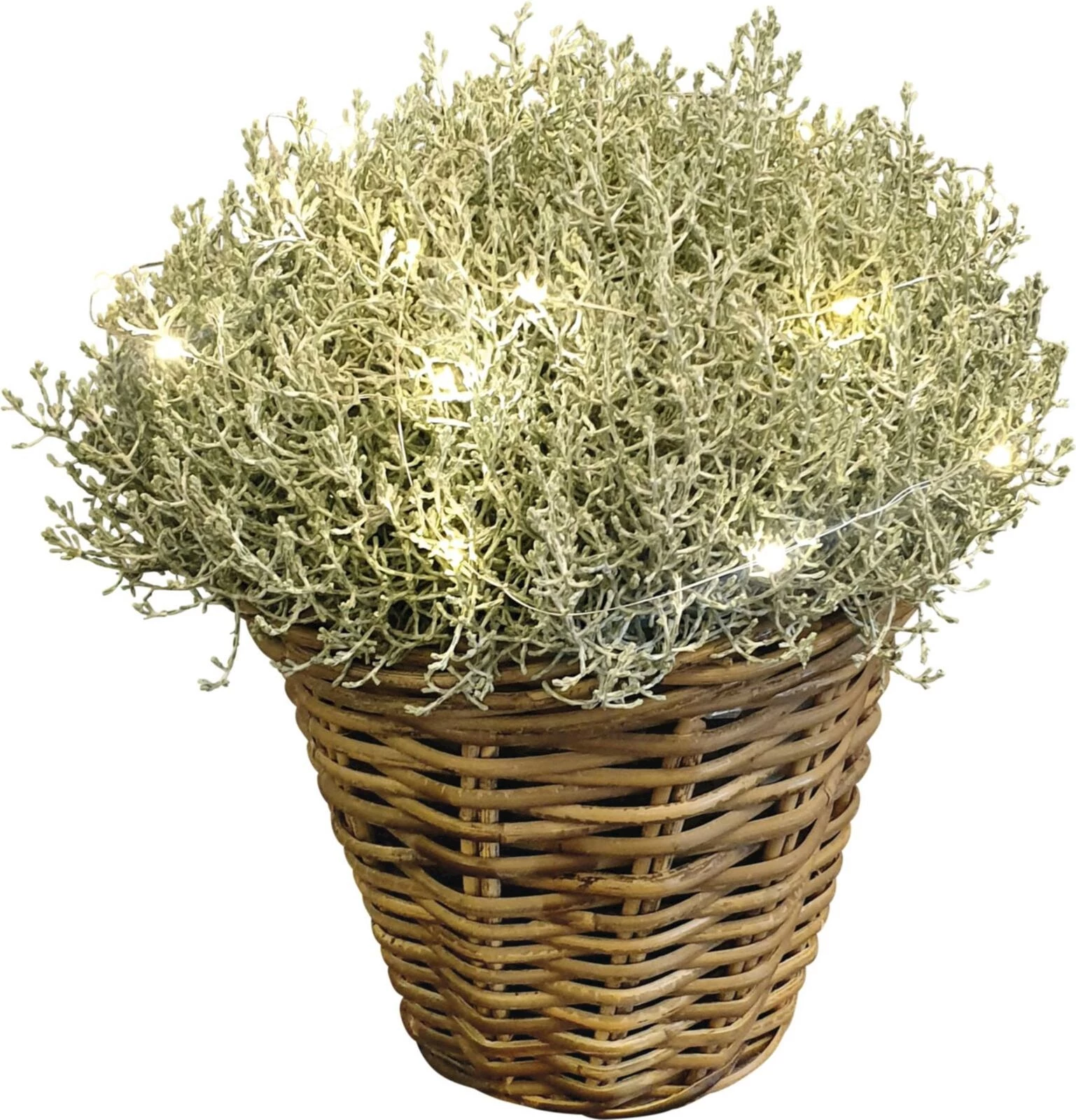 Caloceph. mit Korb  u. Licht P21 cm