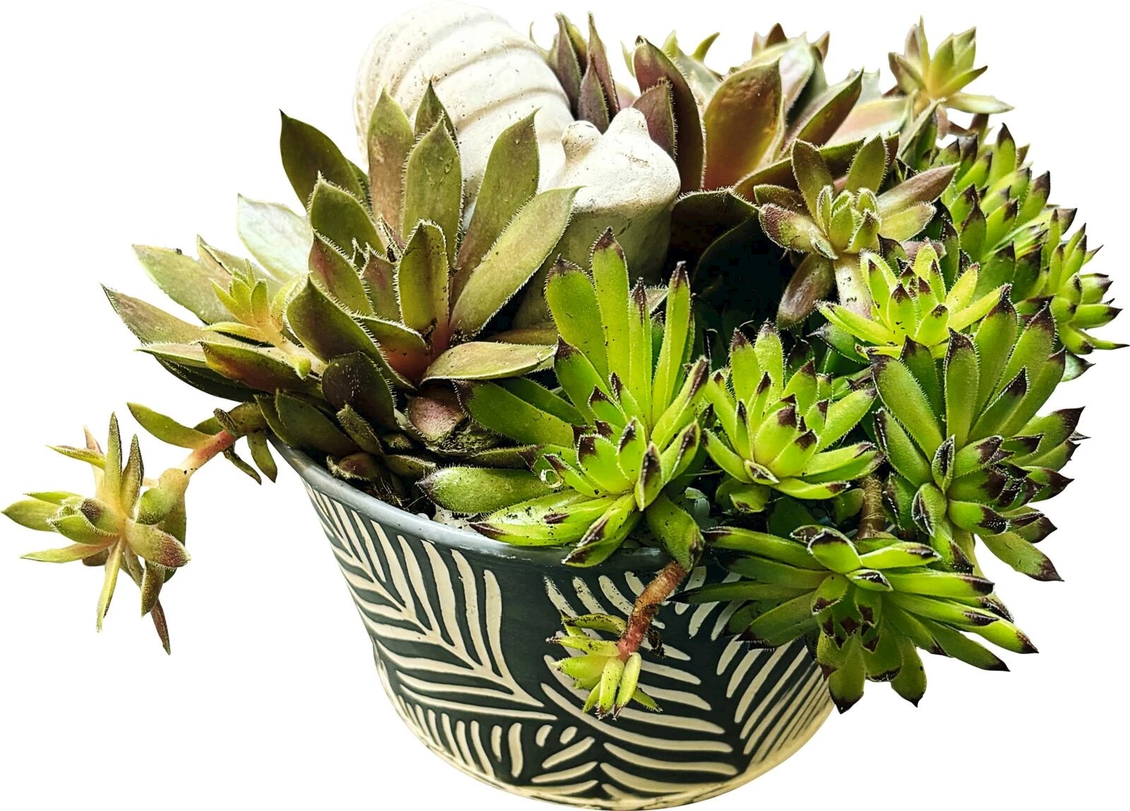 Sempervivum en pot métallique petit P15