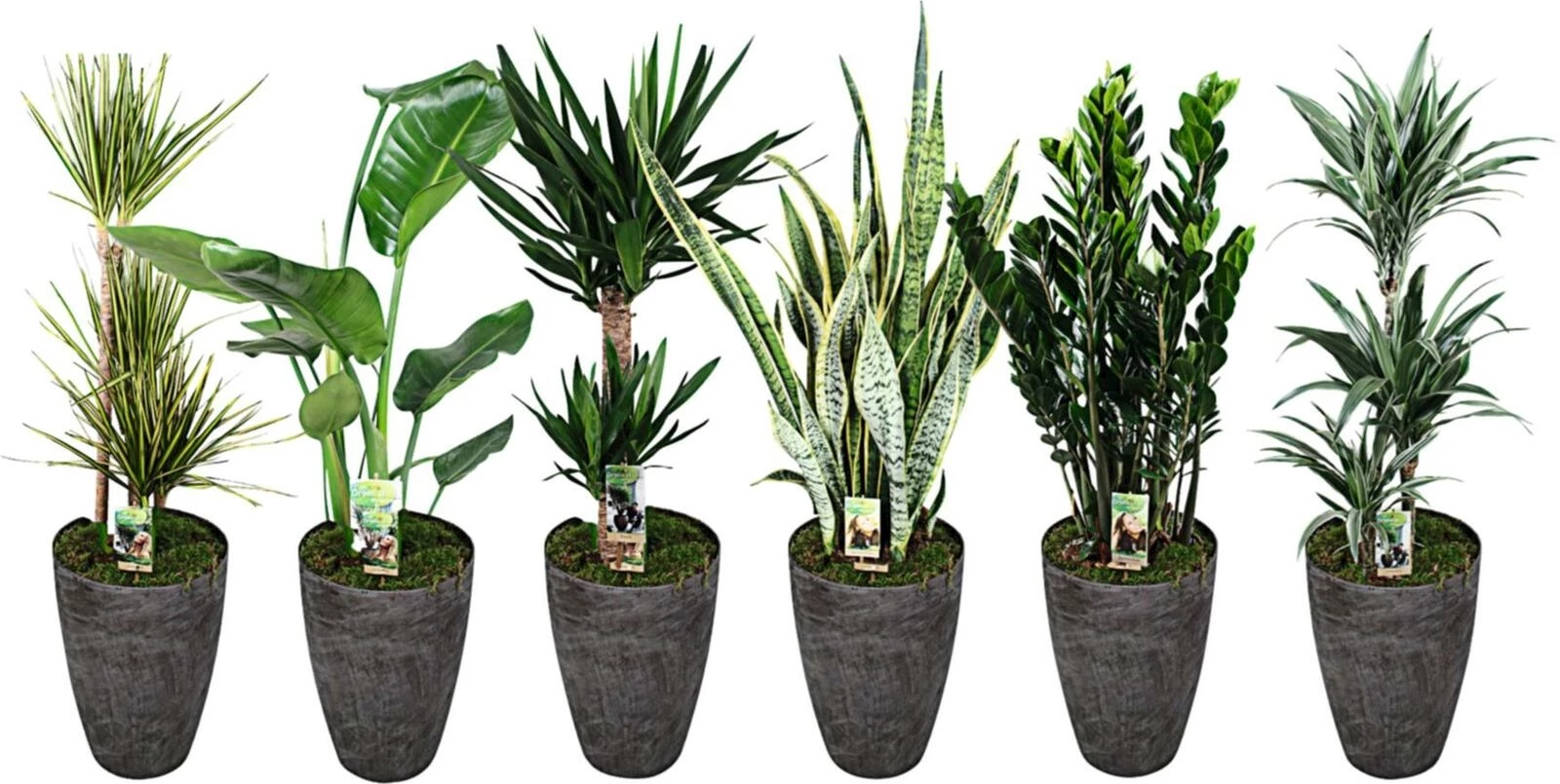 Mix plante vert CP P33 cm