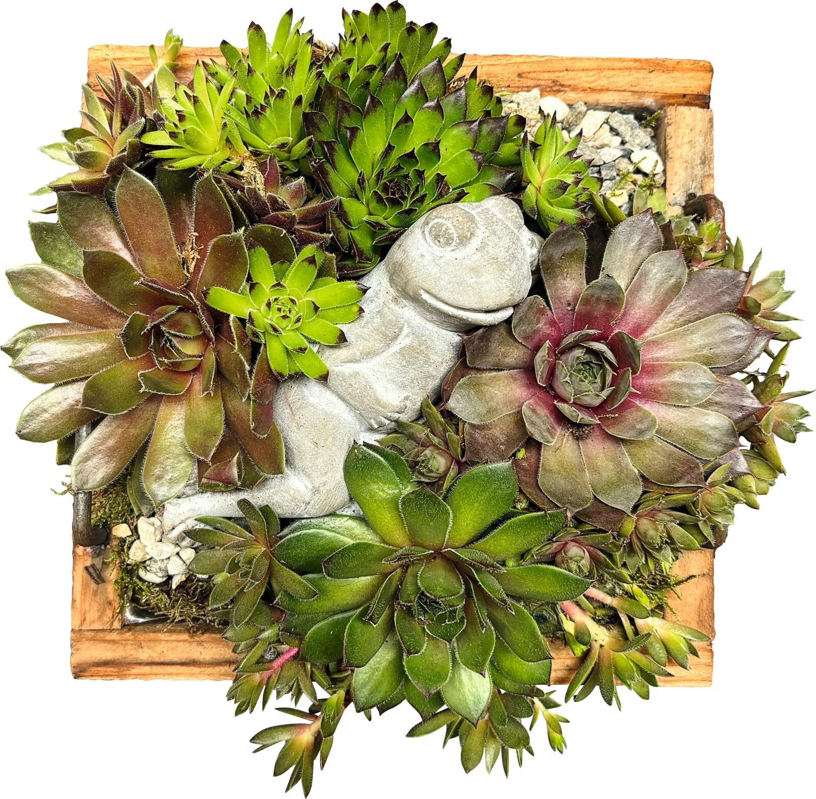Sempervivum im Holzquader P20x20cm