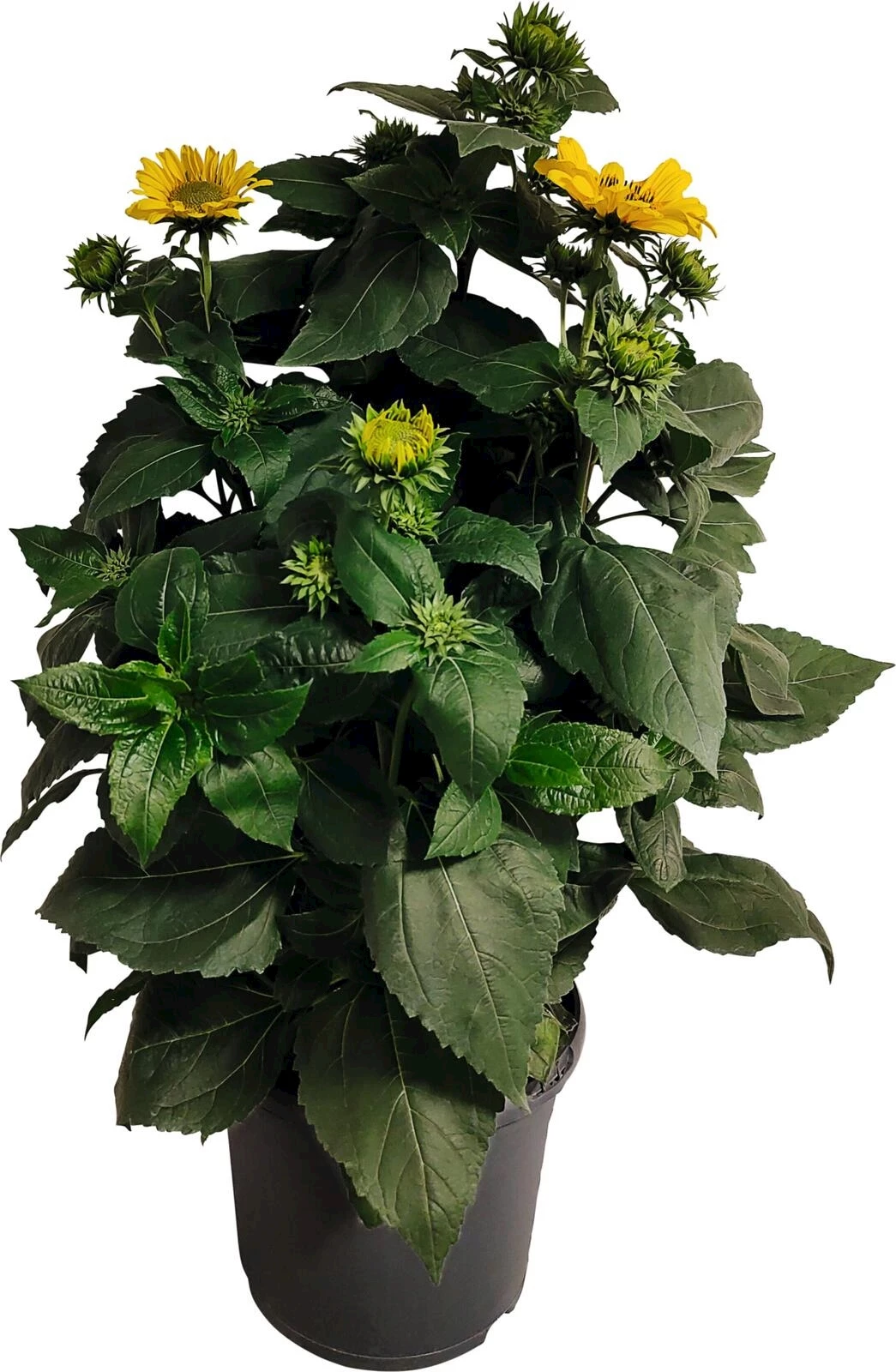 Sonnenblume Sun Catcher P19 cm