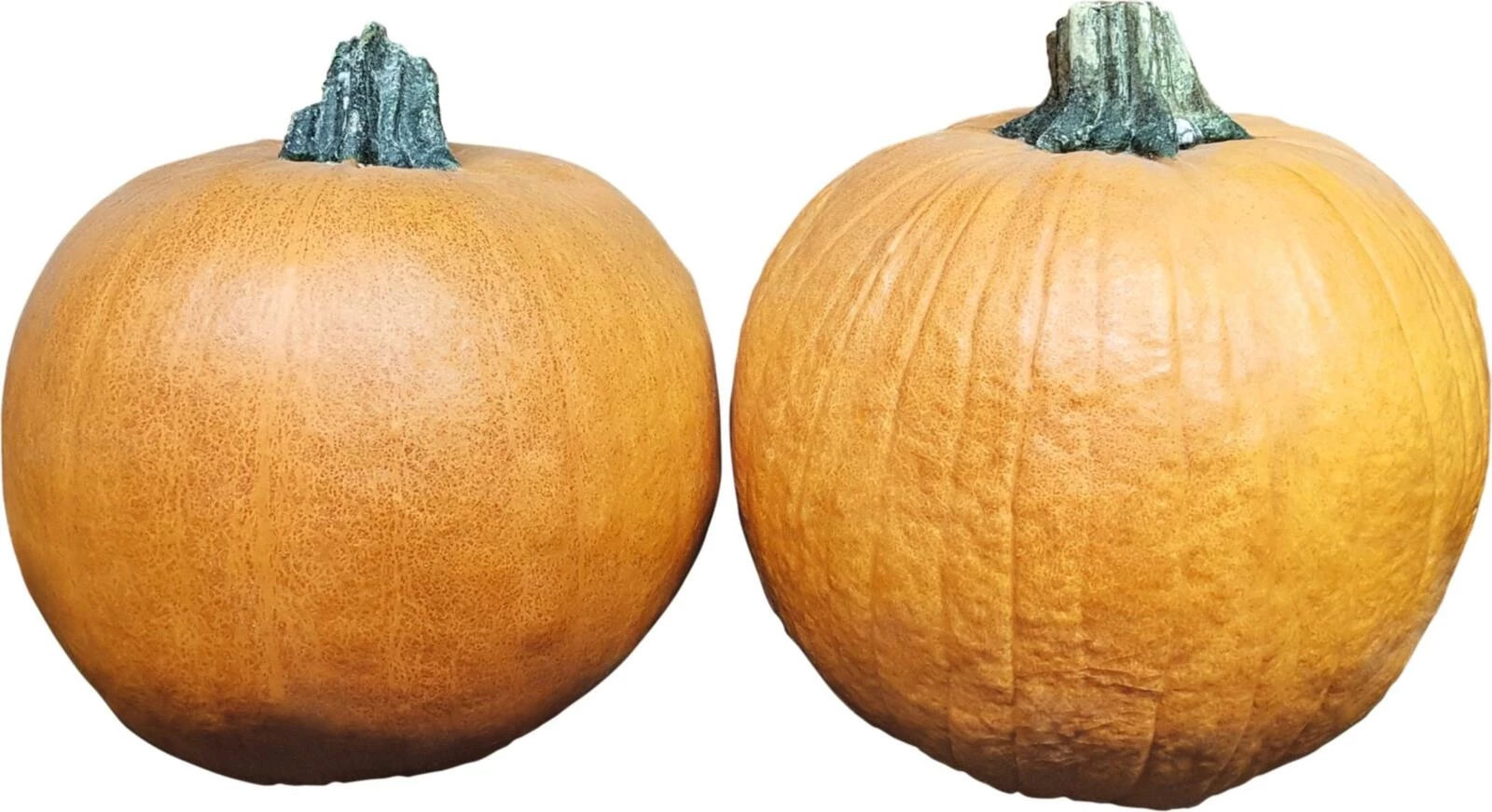 Courge Halloween XL
