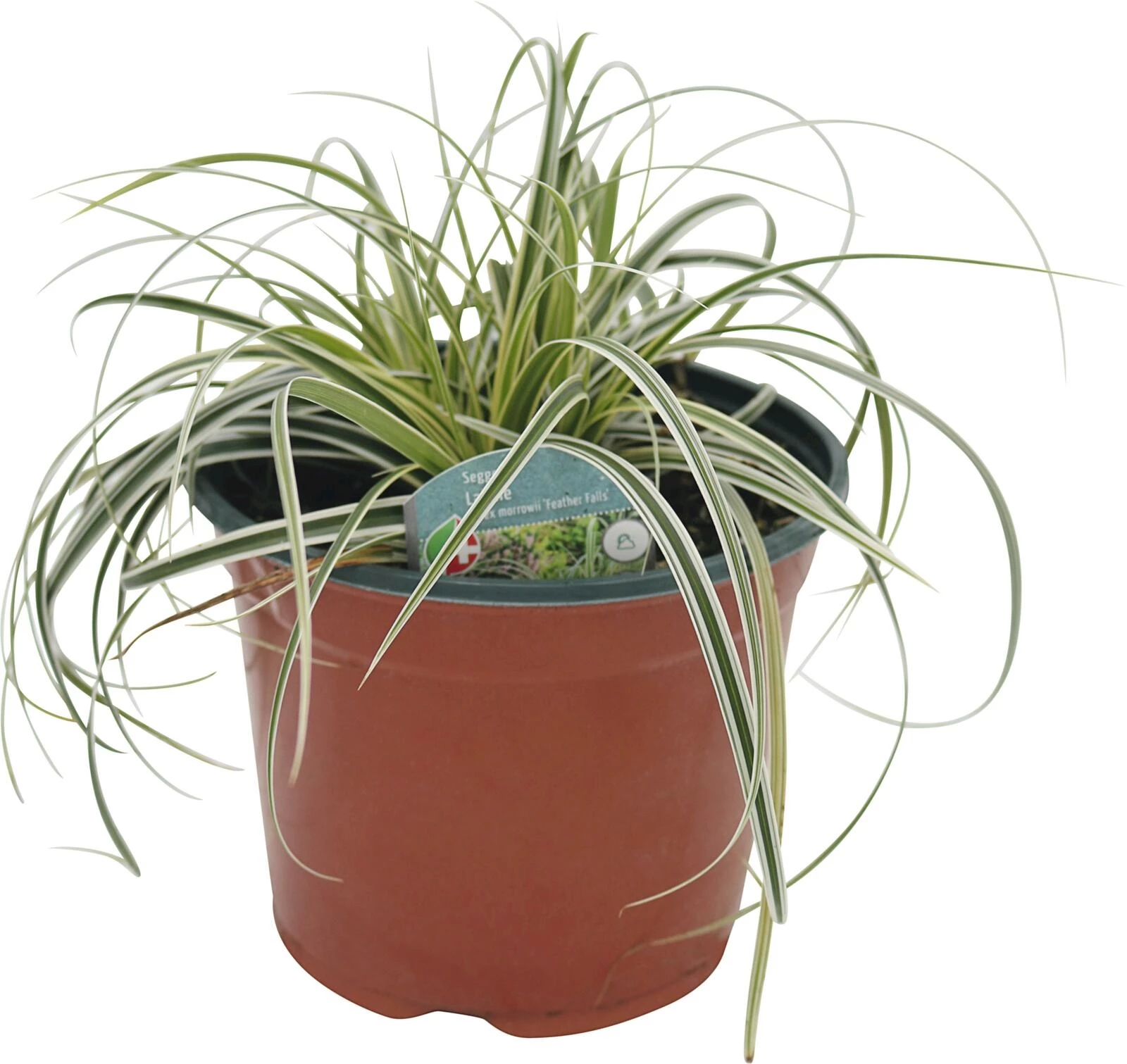 Carex morrowii "Feather Falls" P19 cm