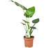 Grünpflanzen Indoor P17 cm