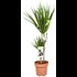 Plantes vertes Indoor P17 cm