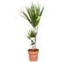 Plantes vertes Indoor P17 cm