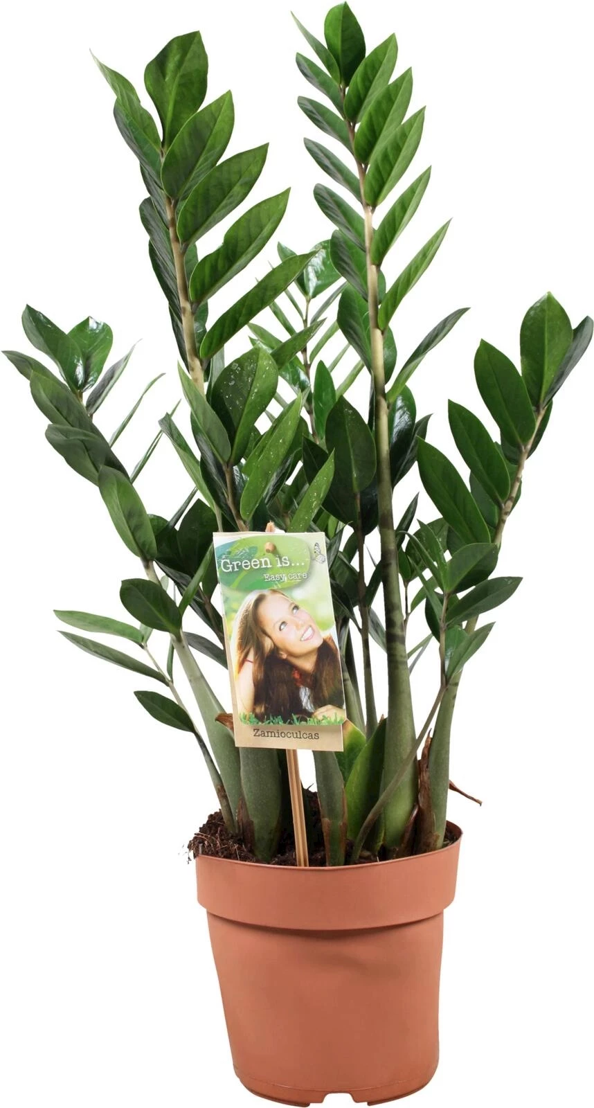 Grünpflanzen Indoor P17 cm