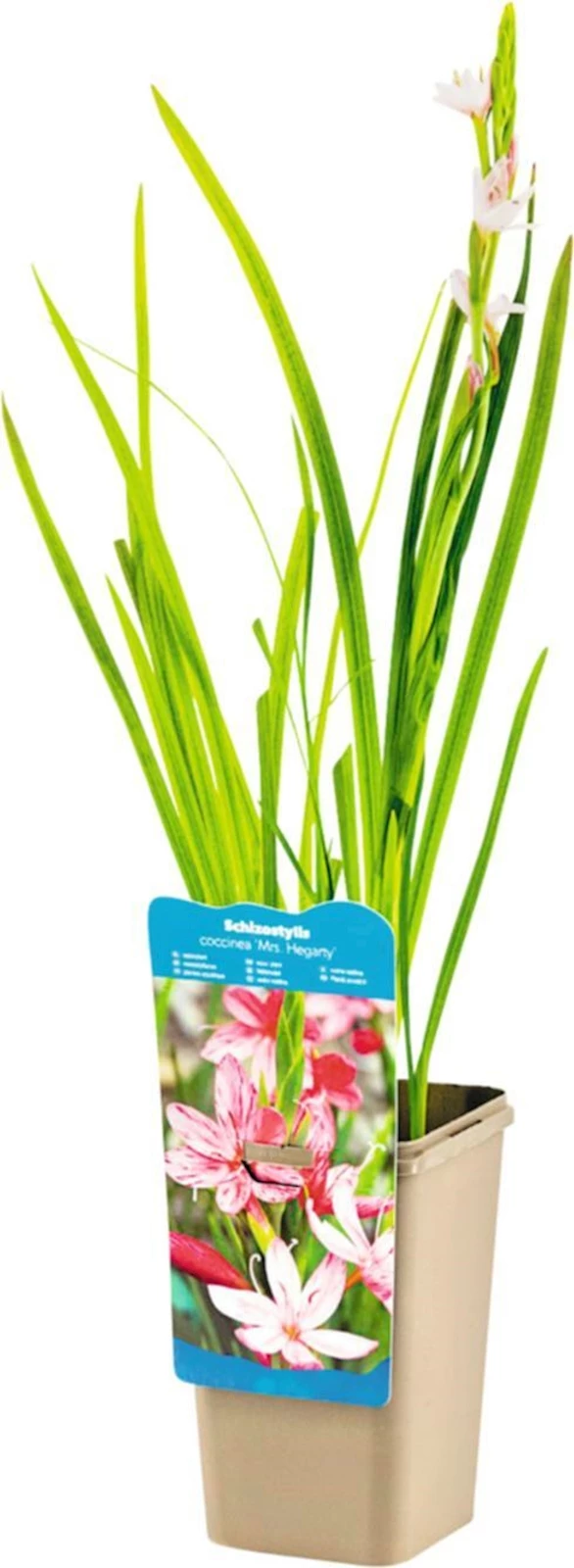 Wasserpflanze P12 cm