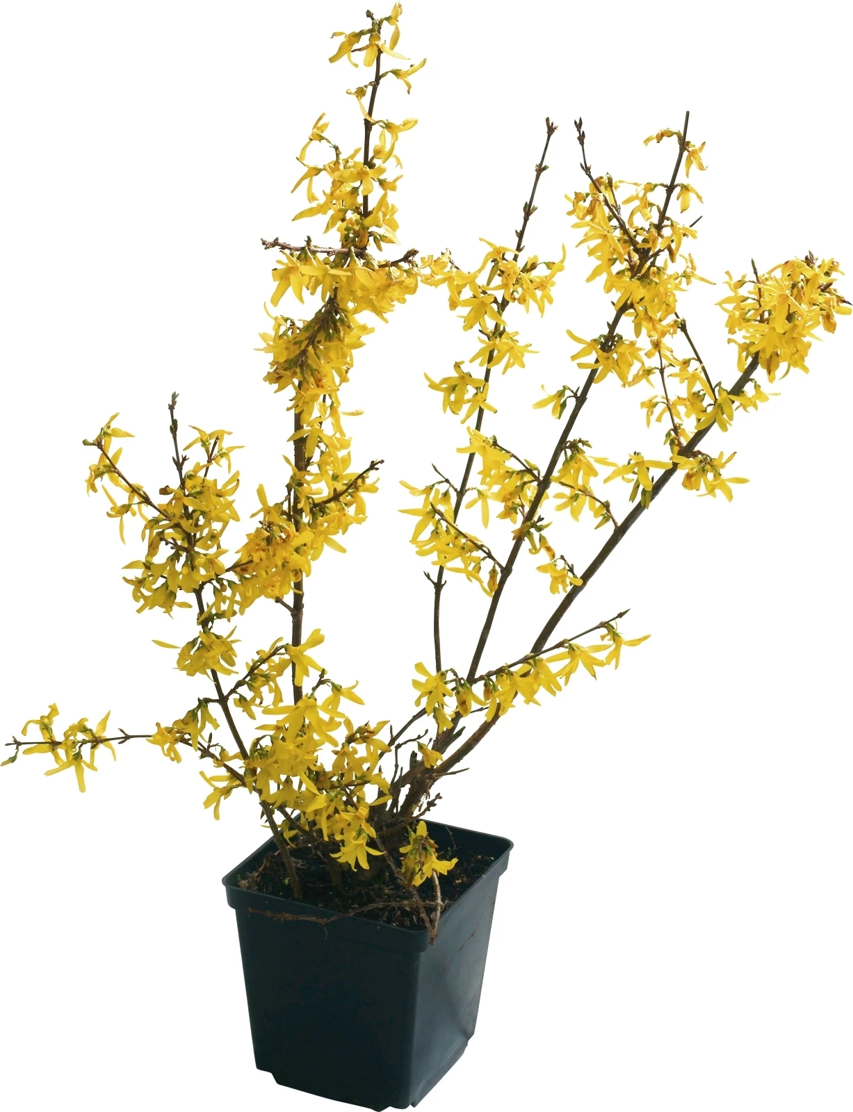 Blütensträucher Solitär P29 cm