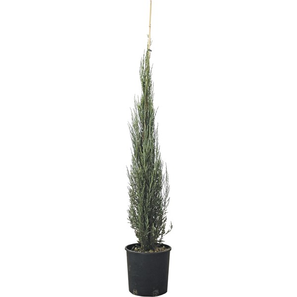 Juniperus Virginiana Blue Arrow P10 l