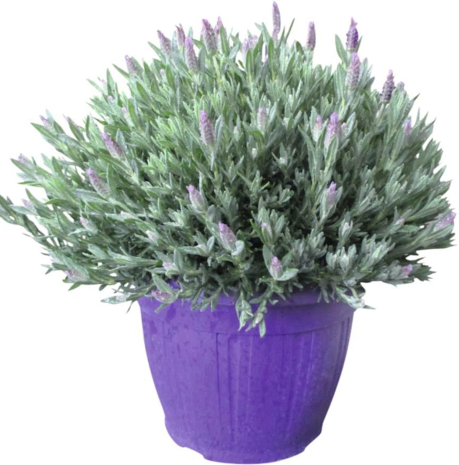 Lavendel Stoechas Busch P25 cm