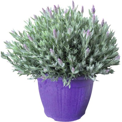 Lavendel Stoechas Busch P25 cm