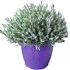 Lavendel Stoechas Busch P25 cm